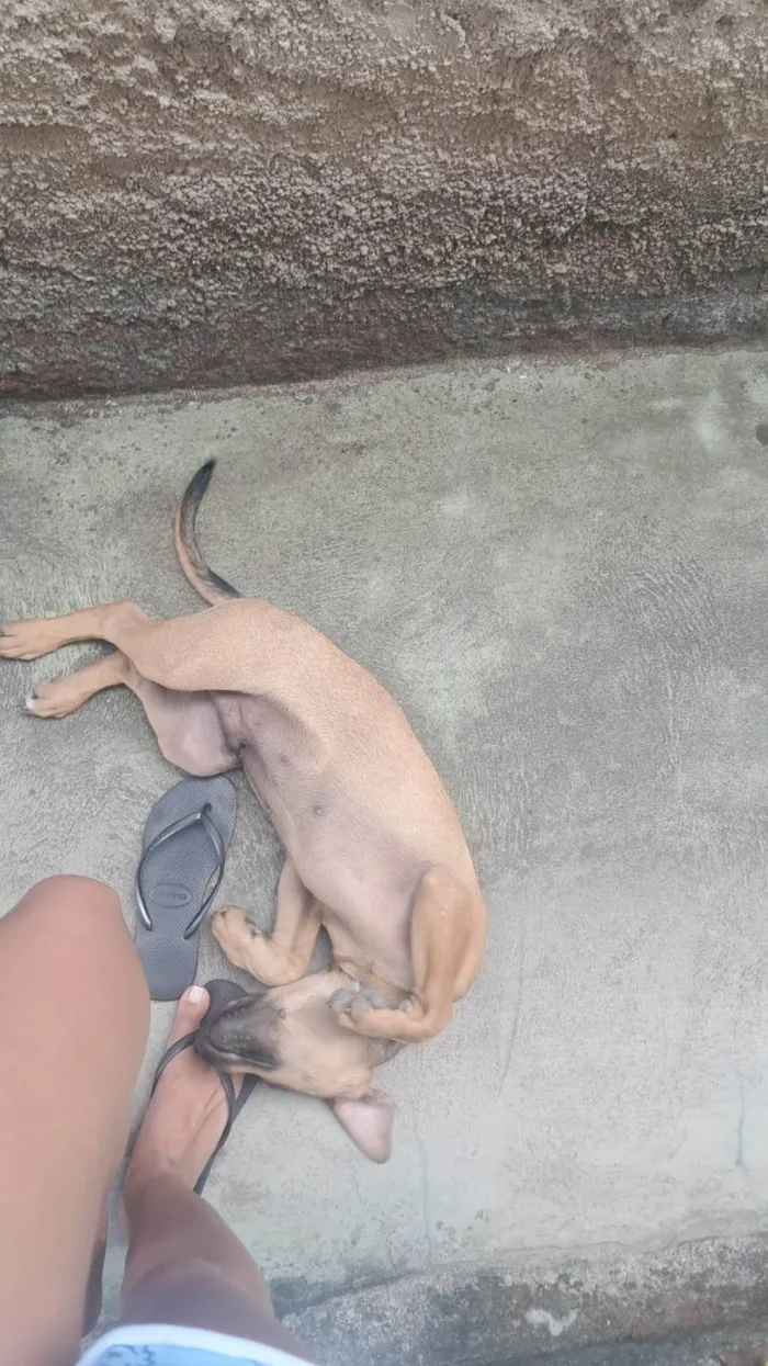 Cachorro ra a Fila idade 2 a 6 meses nome Spike 