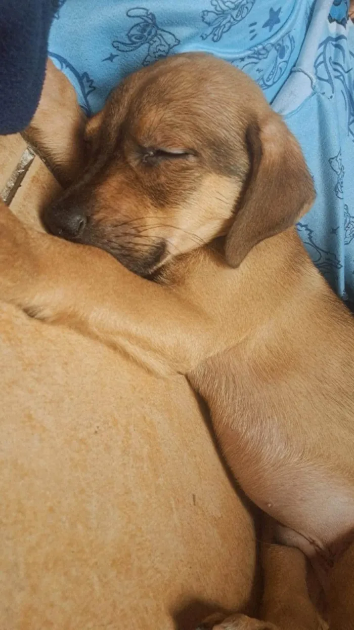 Cachorro ra a Fila idade 2 a 6 meses nome Spike 