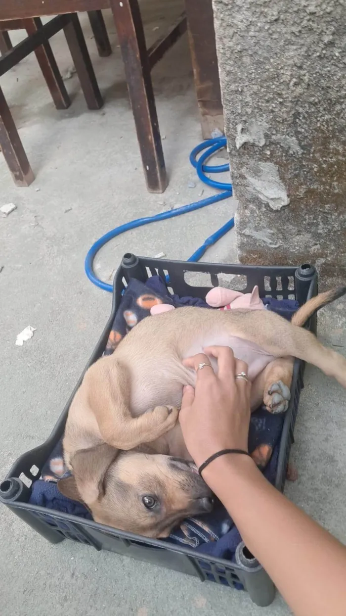 Cachorro ra a Fila idade 2 a 6 meses nome Spike 