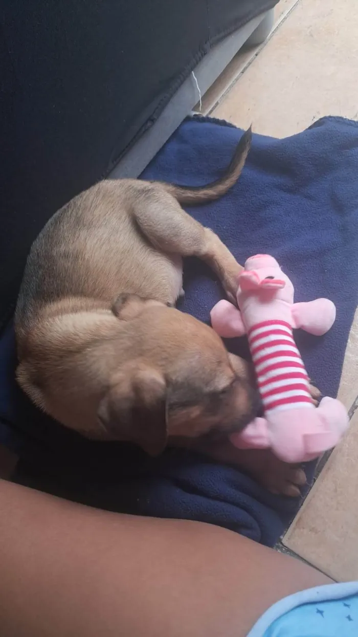 Cachorro ra a Fila idade 2 a 6 meses nome Spike 