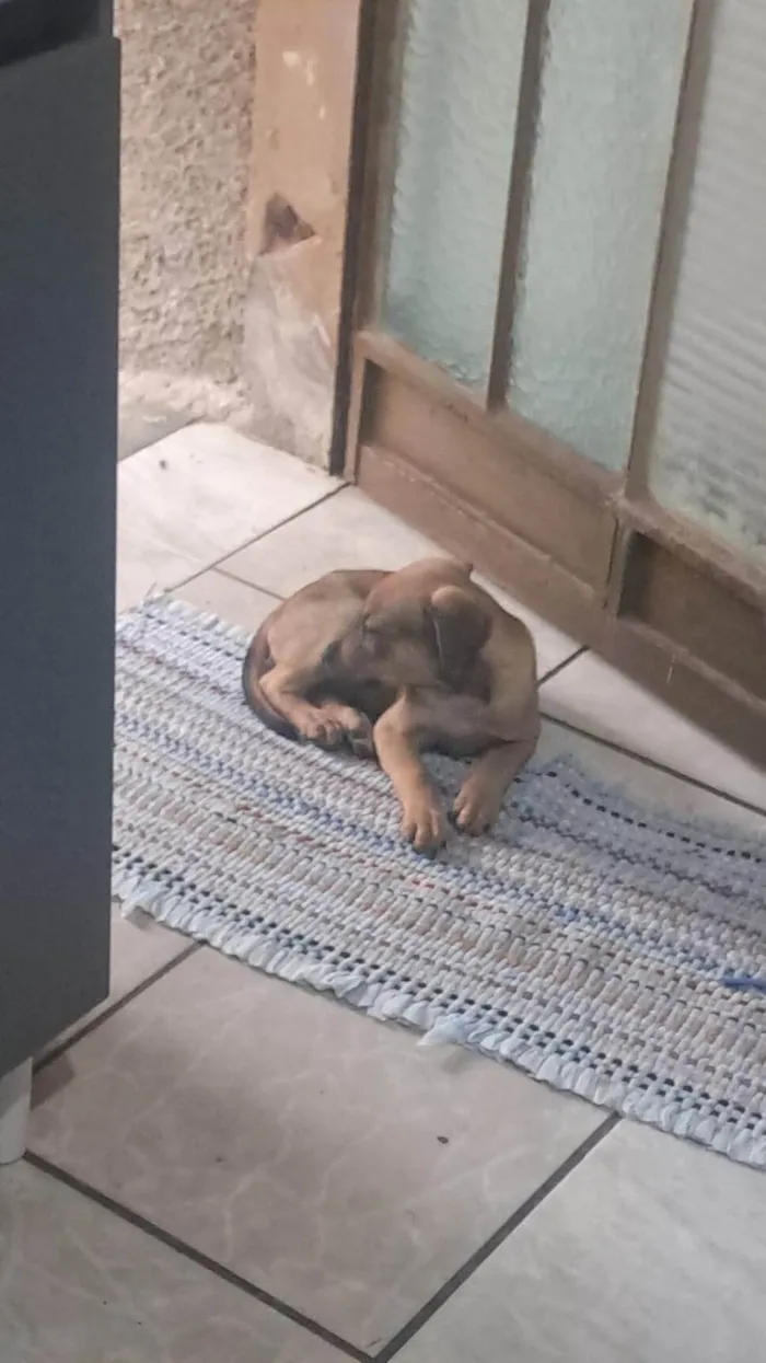 Cachorro ra a Fila idade 2 a 6 meses nome Spike 