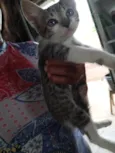 Gato ra a SRD-ViraLata idade Abaixo de 2 meses nome Não tem nome 