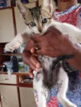 Gato ra a SRD-ViraLata idade Abaixo de 2 meses nome Não tem nome 