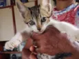 Gato ra a SRD-ViraLata idade Abaixo de 2 meses nome Não tem nome 