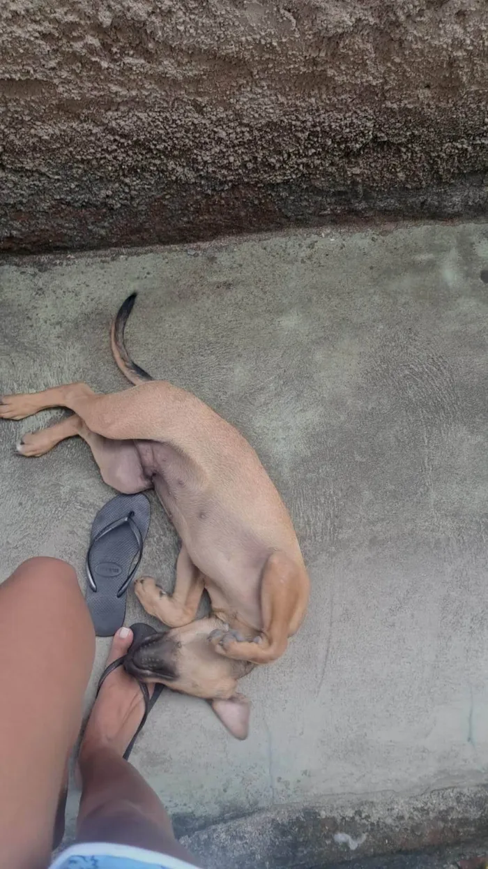 Cachorro ra a Fila idade 2 a 6 meses nome Spike 