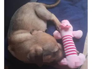 Cachorro ra a Fila idade 2 a 6 meses nome Spike 