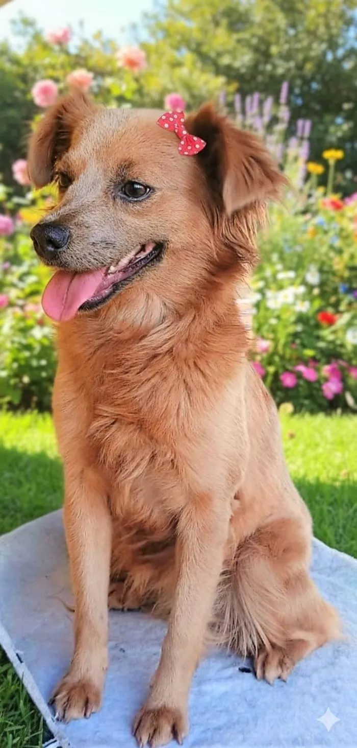 Cachorro ra a SRD-ViraLata idade 1 ano nome Pepita 