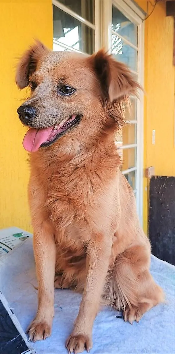 Cachorro ra a SRD-ViraLata idade 1 ano nome Pepita 