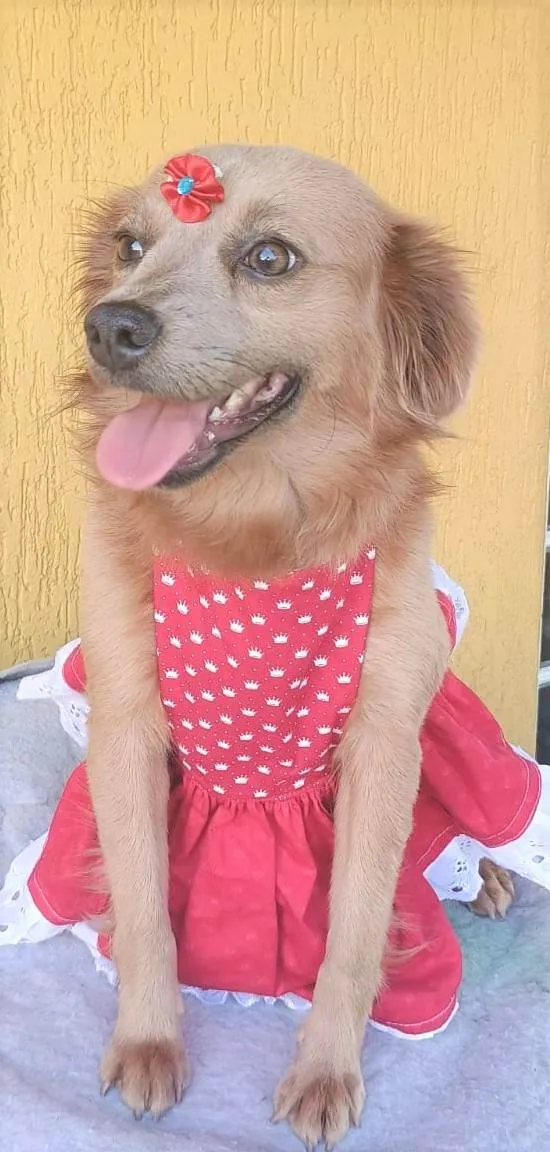 Cachorro ra a SRD-ViraLata idade 1 ano nome Pepita 