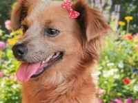 Cachorro raça SRD-ViraLata idade 1 ano nome Pepita 