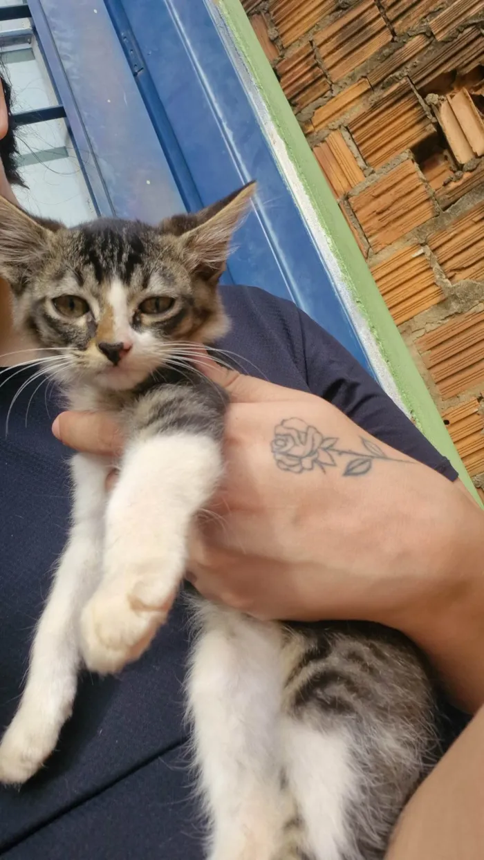 Gato ra a SRD-ViraLata idade 2 a 6 meses nome Sem nome