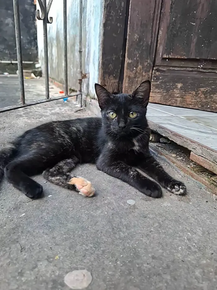 Gato raça SRD-ViraLata idade 2 a 6 meses nome Pretinha 