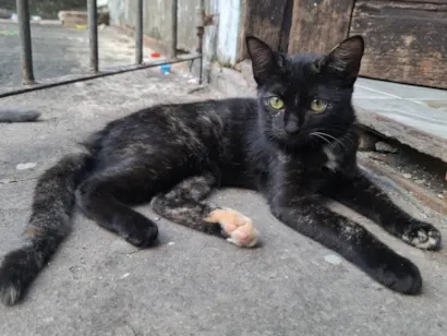 Gato raça SRD-ViraLata idade 2 a 6 meses nome Pretinha 