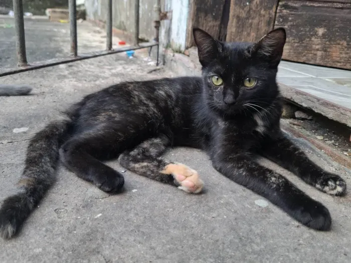 Gato raça SRD-ViraLata idade 2 a 6 meses nome Pretinha 