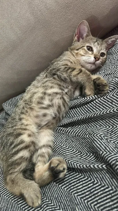 Gato raça SRD-ViraLata idade 2 a 6 meses nome Dom