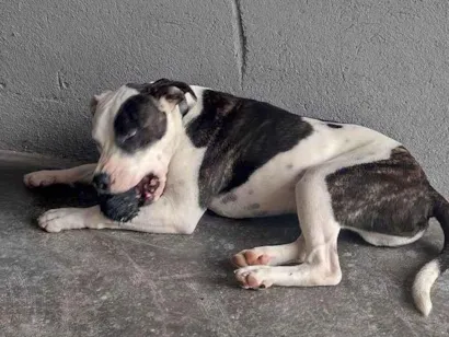 Cachorro raça Pit-Bull idade 2 anos nome JACK