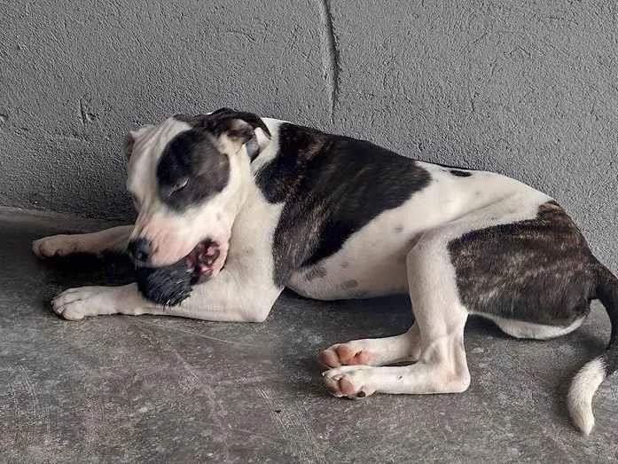 Cachorro raça Pit-Bull idade 2 anos nome JACK