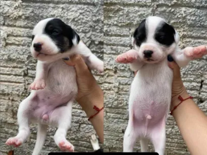 Cachorro raça SRD-ViraLata idade Abaixo de 2 meses nome Não tem nomes 