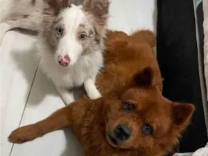 Cachorro raça Chow Chow idade 6 ou mais anos nome Nora