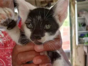 Gato raça SRD-ViraLata idade Abaixo de 2 meses nome Não possui nome