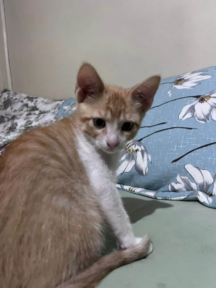 Gato ra a SRD-ViraLata idade 2 a 6 meses nome Sem nome