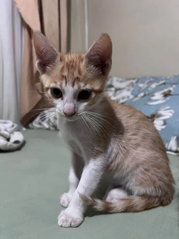 Gato ra a SRD-ViraLata idade 2 a 6 meses nome sem nome