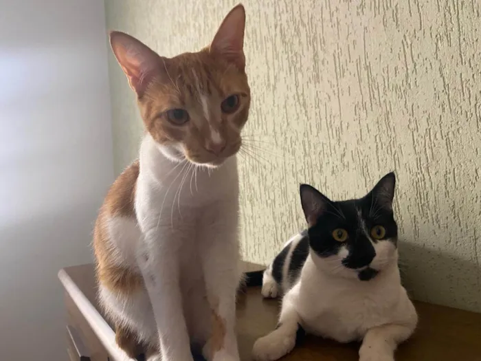 Gato ra a SRD-ViraLata idade 2 anos nome Adoção conjunta – Harry e Elvis