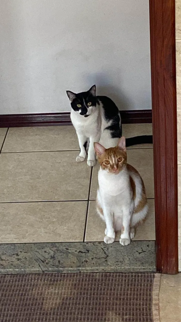 Gato ra a SRD-ViraLata idade 2 anos nome Adoção conjunta – Harry e Elvis
