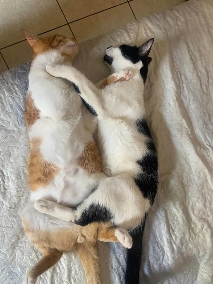 Gato ra a SRD-ViraLata idade 2 anos nome Adoção conjunta – Harry e Elvis