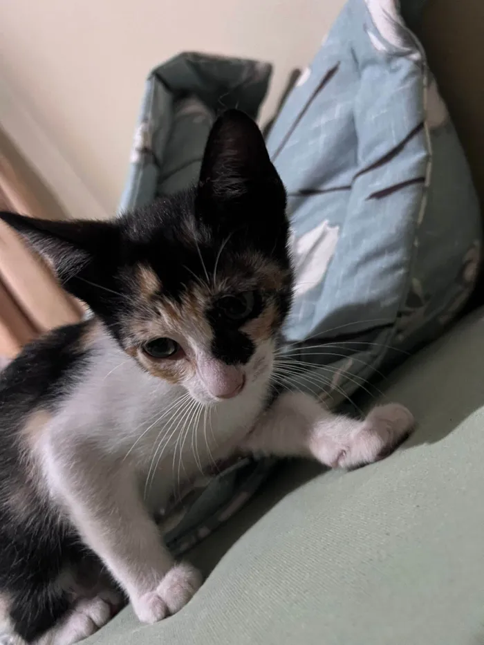 Gato ra a SRD-ViraLata idade 2 a 6 meses nome Sem nome