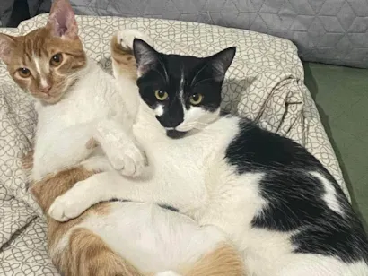 Gato raça SRD-ViraLata idade 2 anos nome Adoção conjunta – Harry e Elvis