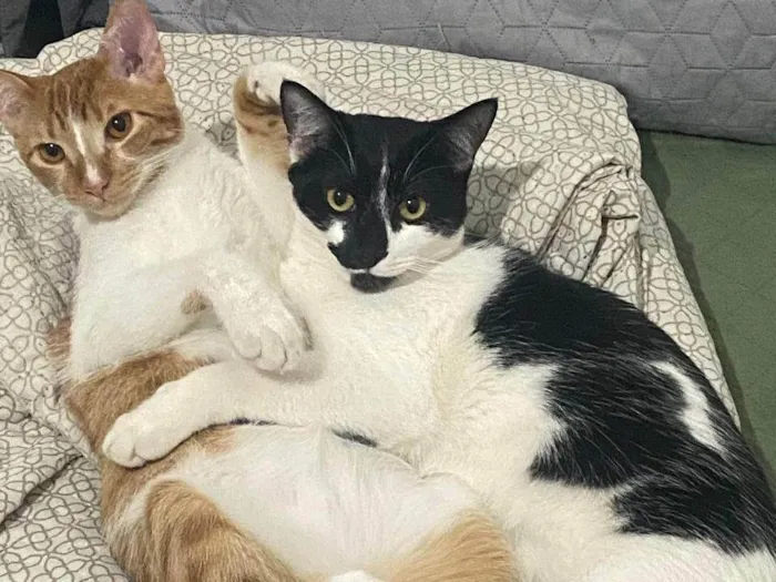 Gato ra a SRD-ViraLata idade 2 anos nome Adoção conjunta – Harry e Elvis
