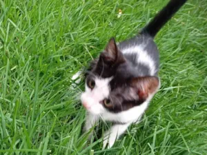 Gato raça SRD-ViraLata idade Abaixo de 2 meses nome Pipoca 