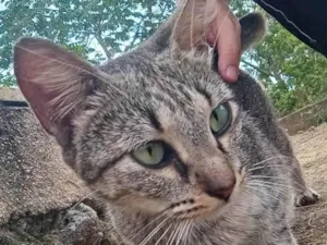 Gato raça SRD-ViraLata idade 2 anos nome Michonne