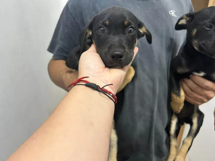 Cachorro raça SRD-ViraLata idade Abaixo de 2 meses nome Isabela Alves Miranda Oliveira