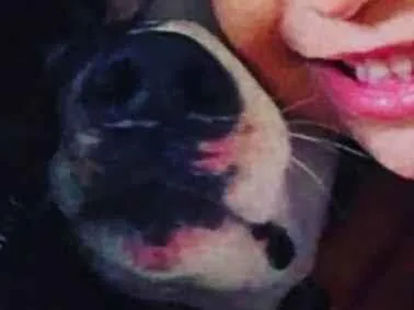 Cachorro raça SRD-ViraLata idade 3 anos nome Branco