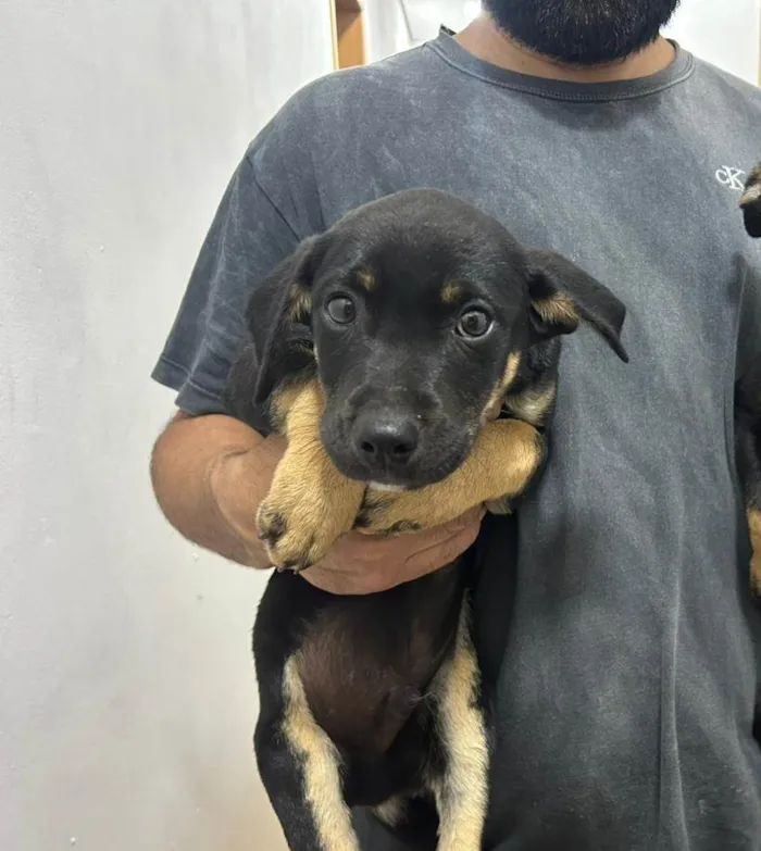 Cachorro raça SRD-ViraLata idade Abaixo de 2 meses nome Isabela Alves Miranda Oliveira