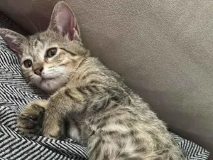 Gato raça SRD-ViraLata idade 2 a 6 meses nome Dom