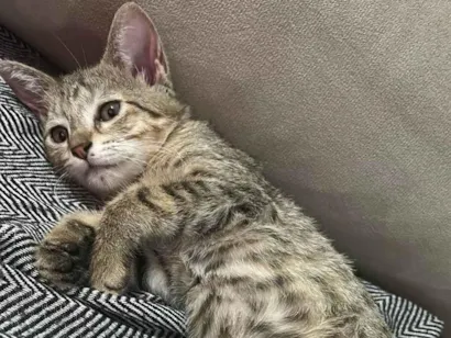 Gato raça SRD-ViraLata idade 2 a 6 meses nome Dom