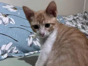 Gato raça SRD-ViraLata idade 2 a 6 meses nome Sem nome