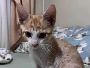 Gato raça SRD-ViraLata idade 2 a 6 meses nome sem nome