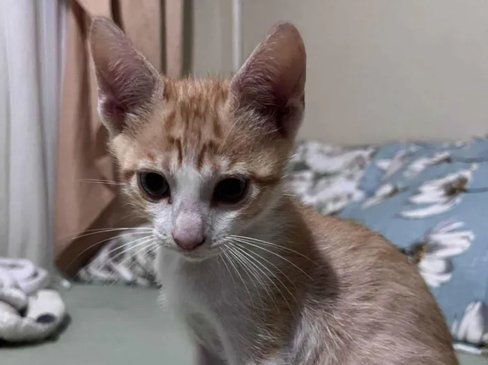 Gato ra a SRD-ViraLata idade 2 a 6 meses nome sem nome