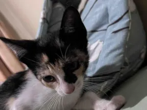 Gato raça SRD-ViraLata idade 2 a 6 meses nome Sem nome