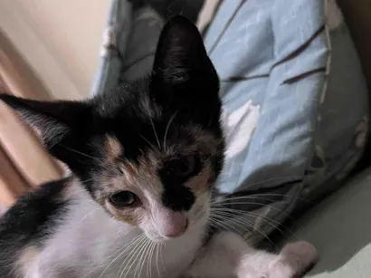 Gato raça SRD-ViraLata idade 2 a 6 meses nome Sem nome