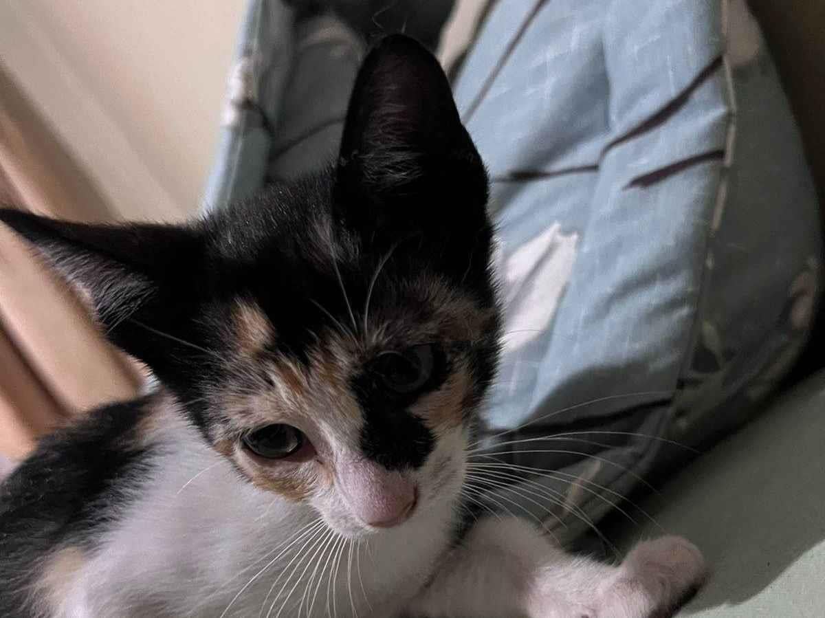 Gato ra a SRD-ViraLata idade 2 a 6 meses nome Sem nome