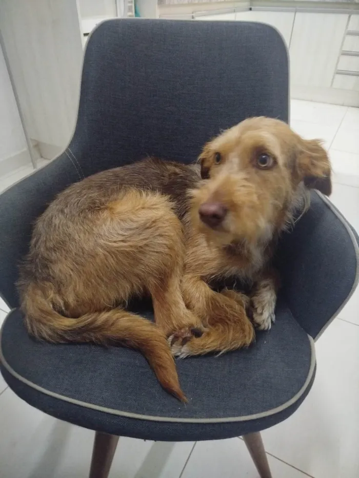 Cachorro ra a SRD-ViraLata idade 1 ano nome Bartolomeu 