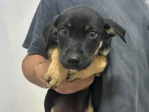 Cachorro raça SRD-ViraLata idade Abaixo de 2 meses nome Isabela Alves Miranda Oliveira