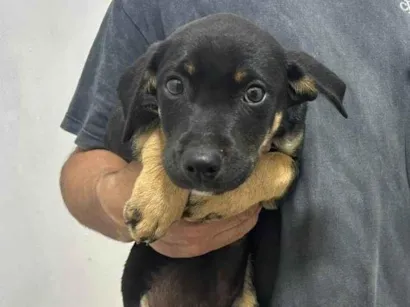 Cachorro raça SRD-ViraLata idade Abaixo de 2 meses nome Isabela Alves Miranda Oliveira