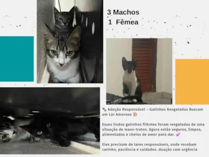 Gato raça SRD-ViraLata idade 7 a 11 meses nome Turminha 2