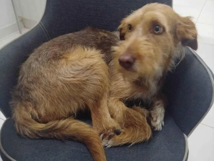 Cachorro ra a SRD-ViraLata idade 1 ano nome Bartolomeu 